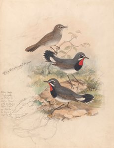Calliope Tschebaiewi, Prjev. od John Gould