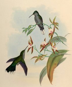 Campylopterus latipennis = Campylopterus largipennis od John Gould