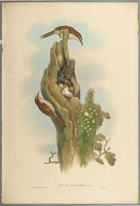 Certhia Familiaris - liána stromová (barevné lito na tkaném papíře) od John Gould