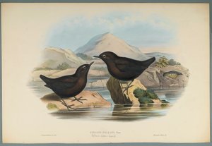 Cinclus Pallasi: Pallas Water Ouzel (barevné lito na tkaném papíře) od John Gould
