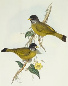 Pěnkava límcová (Spizixos semitorques), rytina John Gould od John Gould