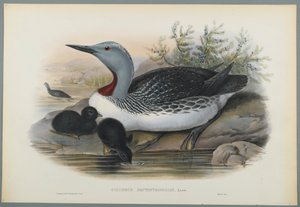 Colymbus Septentrionalis: Red Throated Diver (barevné lito na tkaném papíře) od John Gould