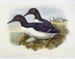 Common murre (Uria aalge), rytina John Gould, William Hart, HC Richter od John Gould