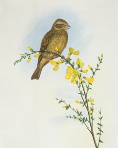 Strnad kukuřičný (Miliaria o Emberiza calandra), rytina John Gould od John Gould