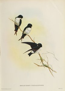Delichon nipalensis, ze „Století ptáků z Himalájí“, 1830-32 od John Gould