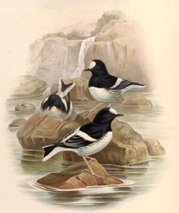 Enicurus scouleri od John Gould