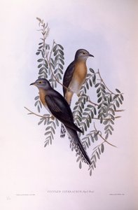 Kukačka vějířovitá (Cacomantis flabelliformis), rytina Johna Goulda od John Gould
