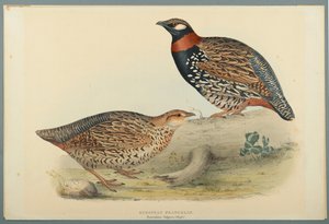 Francolinus vulgaris (BRISS): Evropský francolin (barva Litho na Wove Paper) od John Gould
