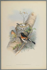 Fringilla Montifringilla - Bramblefinsh (barevné lito na tkaném papíře) od John Gould
