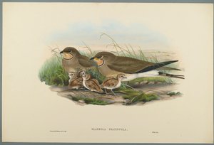 Glareola Pratincola - Pratincola obecná (barevné lito na tkaném papíře) od John Gould