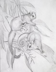 Plovoucí vačice (tužka) od John Gould