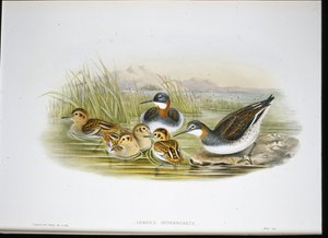 Ibis lesklý (Falcinellus Igneus) (ručně barvené lito) od John Gould