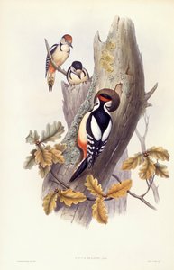 Datel velký (Dendrocopos major), rytina John Gould od John Gould