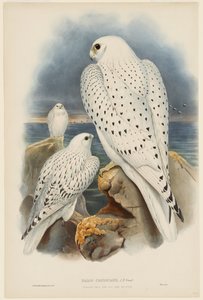 Sokol grónský od John Gould