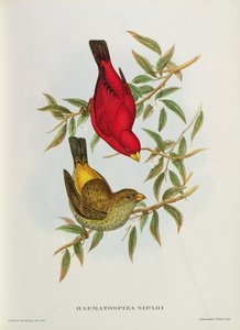 Haematospiza Sipahi, ilustrace z 