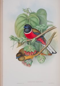 Harpactes Fasciatus, deska z The Birds of Great Britain od Johna Goulda, vydaná 1862-73 (ručně kolorované lito) od John Gould