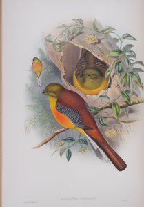 Harpactes Oreskios, deska z The Birds of Great Britain od Johna Goulda, vydaná 1862-73 (ručně kolorované lito) od John Gould