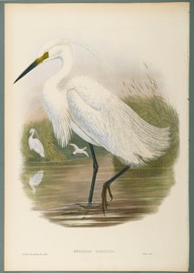 Herodias Garzetta - Volavka obecná (barevné lito na tkaném papíře) od John Gould