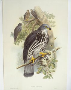 Honey-káně (Pernis apivorus), ilustrace od John Gould