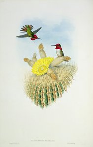 Kolibřík, vyrytý Walterem a Cohenem od John Gould