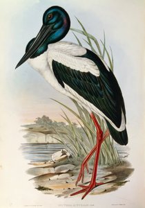 Ilustrace z knihy Johna Goulda „The Birds of Australia“ představující čápa černokrkého Ephippiorhynchus asiaticus, od John Gould