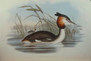 Ilustrace z knihy Johna Goulda „The Birds of Australia“ představující potápka chocholatá Podiceps cristatus australis, od Oscara Dresslera od John Gould