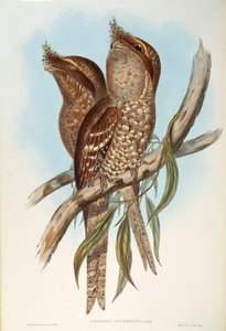 Ilustrace z knihy Johna Goulda "The Birds of Australia" představující Tawny Frogmouth Podargus strigoides, od Oscara Dresslera od John Gould