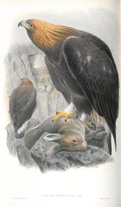 Ilustrace Aquila Chrysaetos (orel skalní) od John Gould