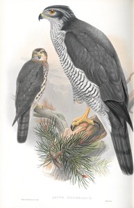 Ilustrace Astur Palumbarius (jestřáb lesní) od John Gould