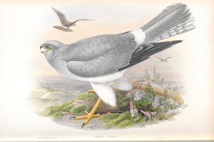 Ilustrace motáka pochopa (Circus Cyaneus) od John Gould