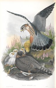 Ilustrace Falco Aesalon (Merlin) od John Gould