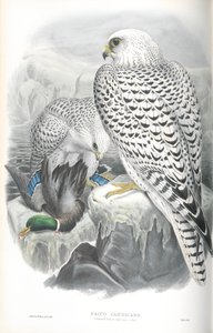 Ilustrace Falco Candicans (Sokol grónský tmavý) od John Gould
