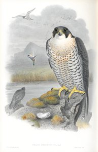 Ilustrace sokola stěhovavého (Falco Peregrinus) od John Gould