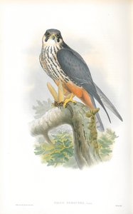 Ilustrace Falco Subbuteo (Hobby) od John Gould