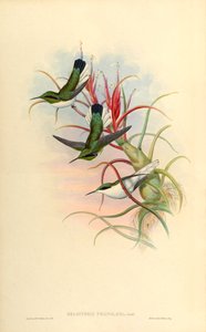 Ilustrace Heliothrix phaïnolæma (= Heliothryx auritus phainolaemus) (kolibřík) na Tillandsia bulbosa (bromeliad) od John Gould