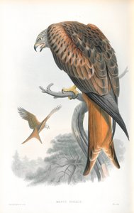 Ilustrace Milvus Regalis (Kite; Glead) od John Gould