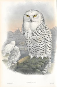 Ilustrace Nyctea Nivea (Sněžná sova) od John Gould