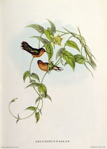 Leucippus Fallax od John Gould