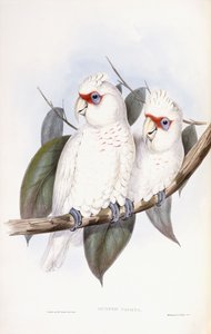 Kakadu dlouhozobý od John Gould