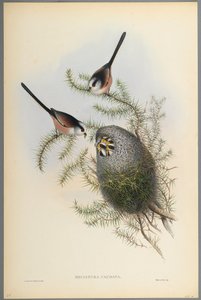 Mecistura Caudata – sýkora dlouhoocasá (barevné lito na tkaném papíře) od John Gould