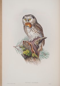 Nyctale Tengmalmi, deska z The Birds of Great Britain od Johna Goulda, vydaná 1862-73 (ručně kolorované lito) od John Gould