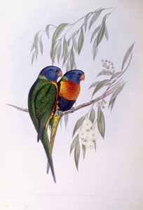 Ozdobený lorikeet (Trichoglossus ornatus), rytina John Gould od John Gould