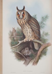 Otus Vulgaris, deska z The Birds of Great Britain od Johna Goulda, vydaná 1862-73 (ručně kolorované lito) od John Gould
