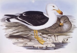 Racek tichomořský (Larus pacificus), rytina od Johna Goulda od John Gould