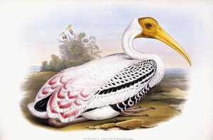 Malovaný čáp od John Gould