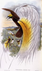 Paradisaea Minor od John Gould