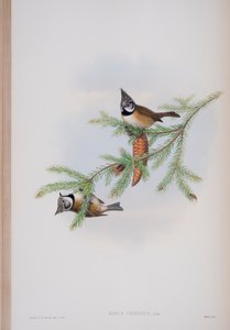 Parus Cristatus, deska z The Birds of Great Britain od Johna Goulda, vydaná 1862-73 (ručně kolorované lito)