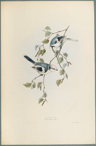 Parus Cyanus: Sýkora azurová (barevné litho na tkaném papíře) od John Gould