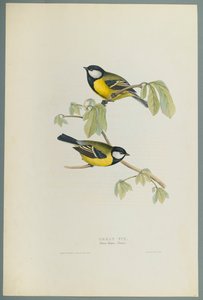 Parus Major: Sýkora koňadra (barevné litho na tkaném papíře) od John Gould