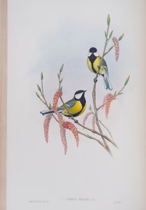 Parus Major, deska z The Birds of Great Britain od Johna Goulda, vydaná 1862-73 (ručně kolorované lito) od John Gould